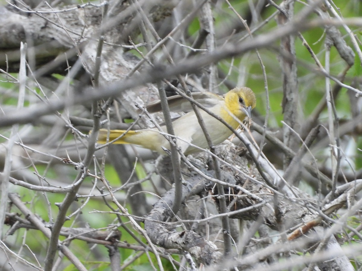 Bullock's Oriole - ML620280496