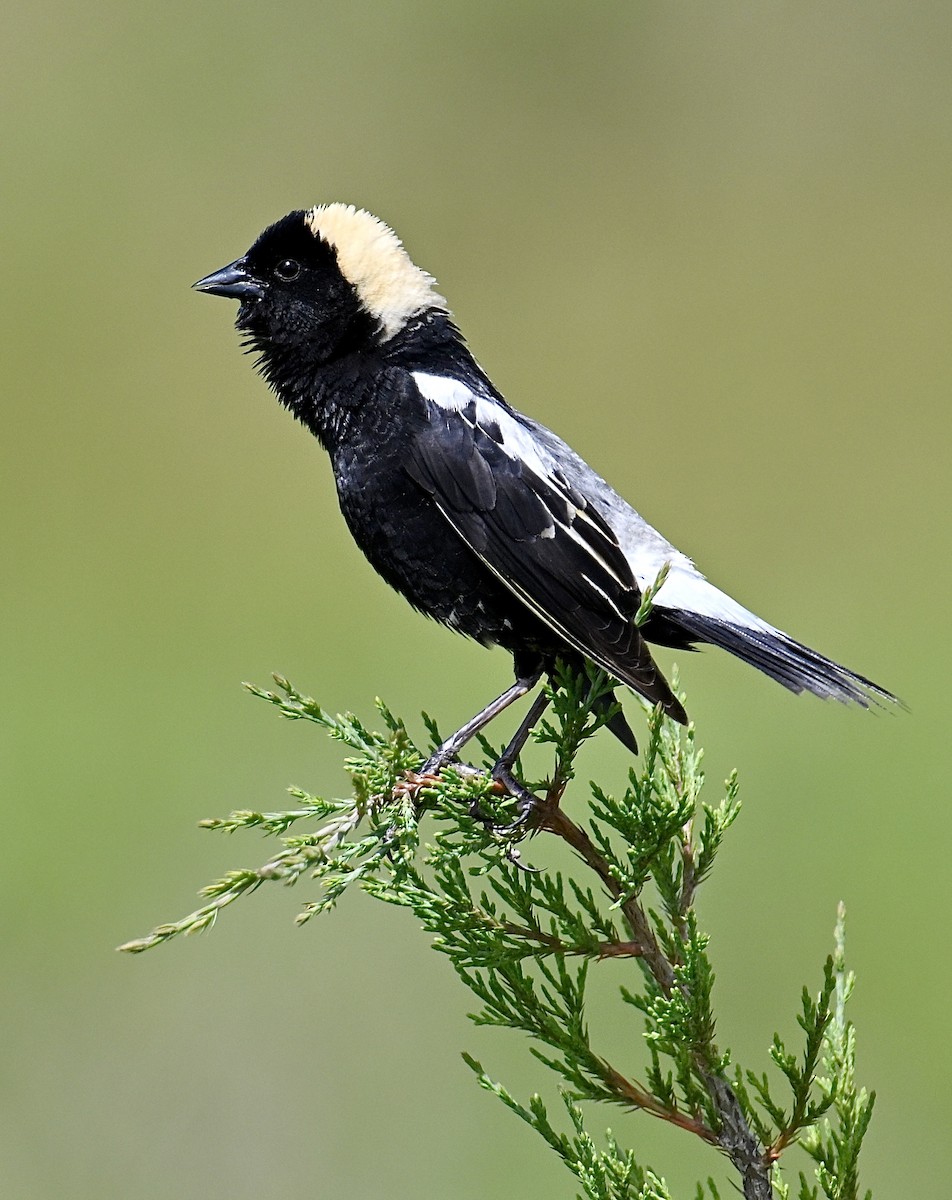 Bobolink - ML620280502