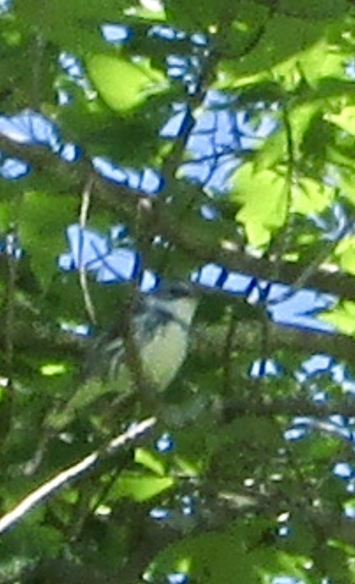 Cerulean Warbler - ML620280511