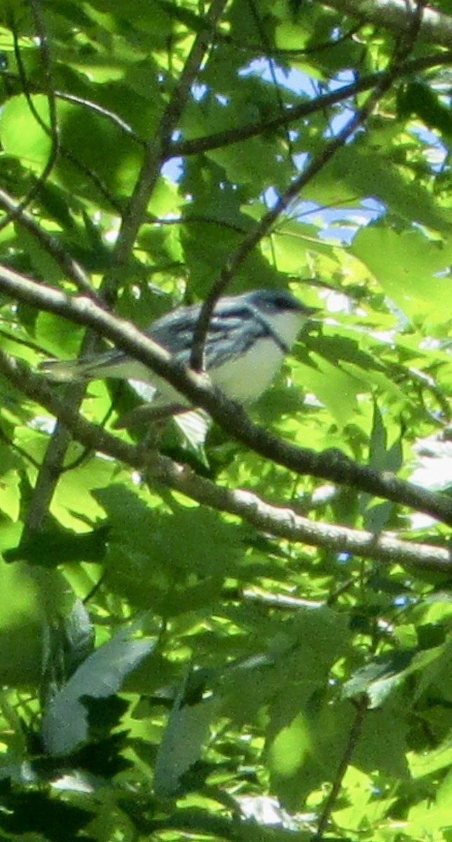 Cerulean Warbler - ML620280512