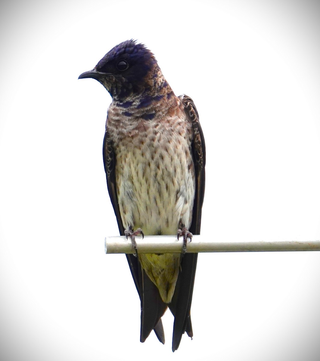 Purple Martin - ML620280519