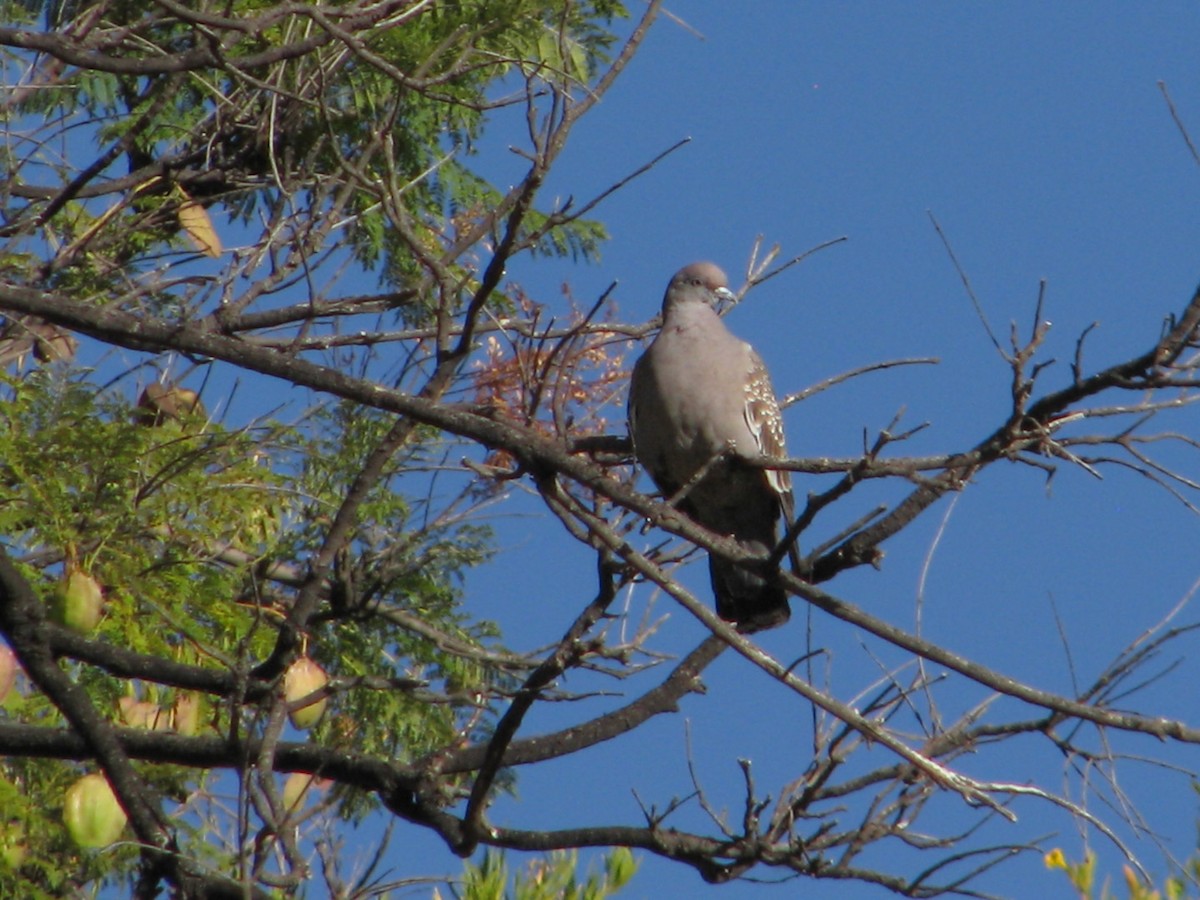 Spot-winged Pigeon - ML620280521