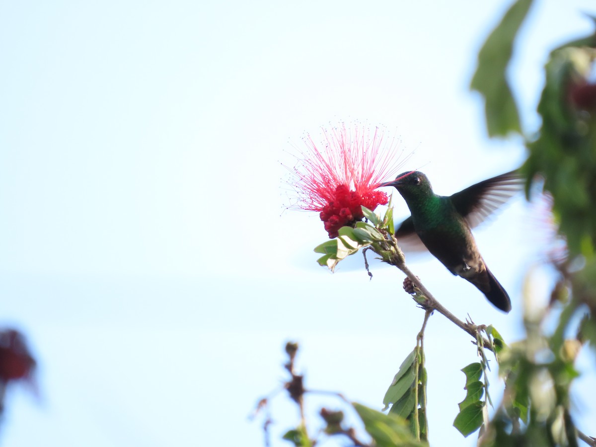 Green-bellied Hummingbird - ML620280524