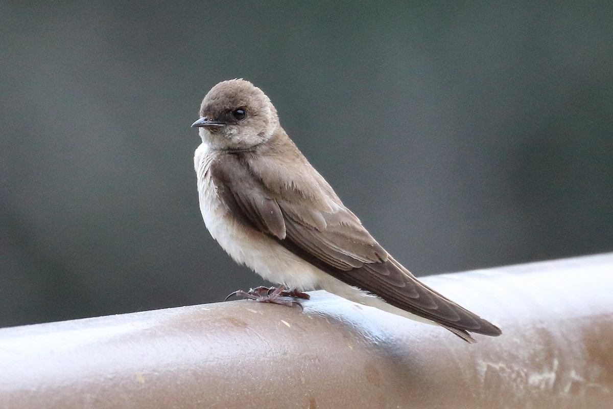 Northern Rough-winged Swallow - ML620280525