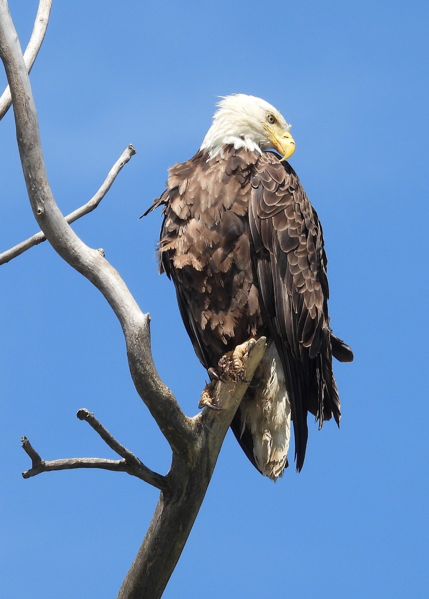 Weißkopf-Seeadler - ML620280532