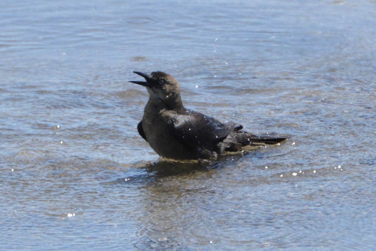 Great-tailed Grackle - Victor Webber