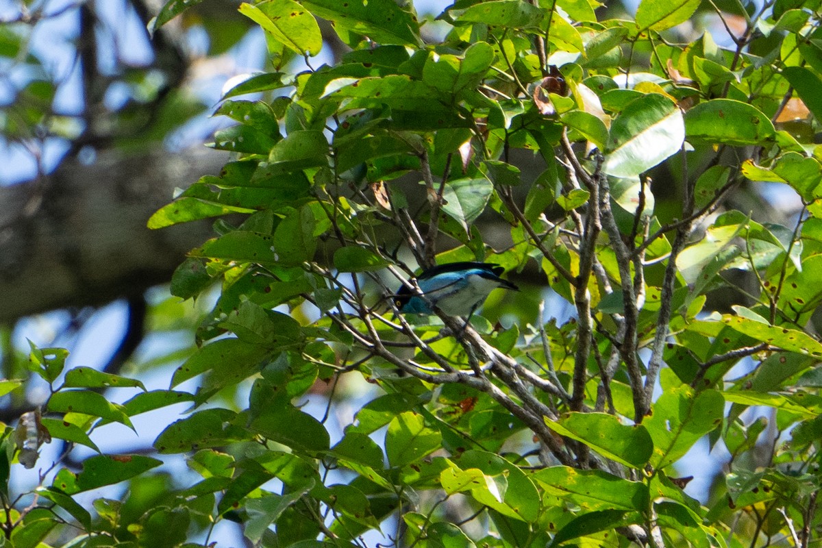 Dacnis à coiffe bleue - ML620280540