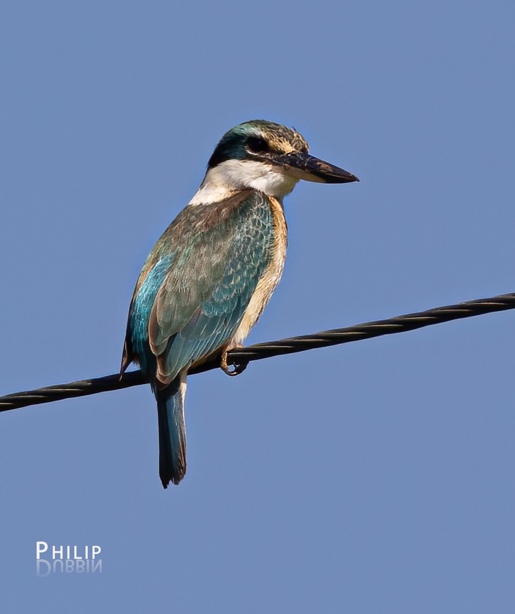 Sacred Kingfisher - ML620280544