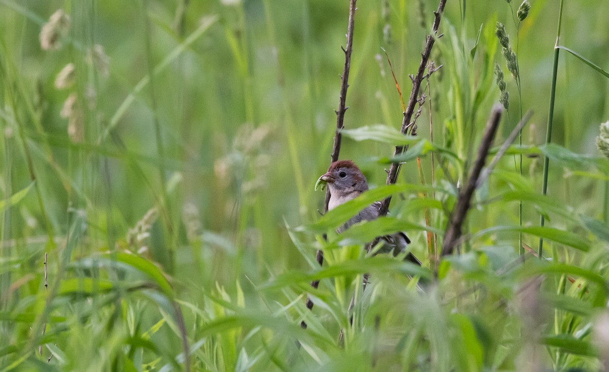 Field Sparrow - ML620280546