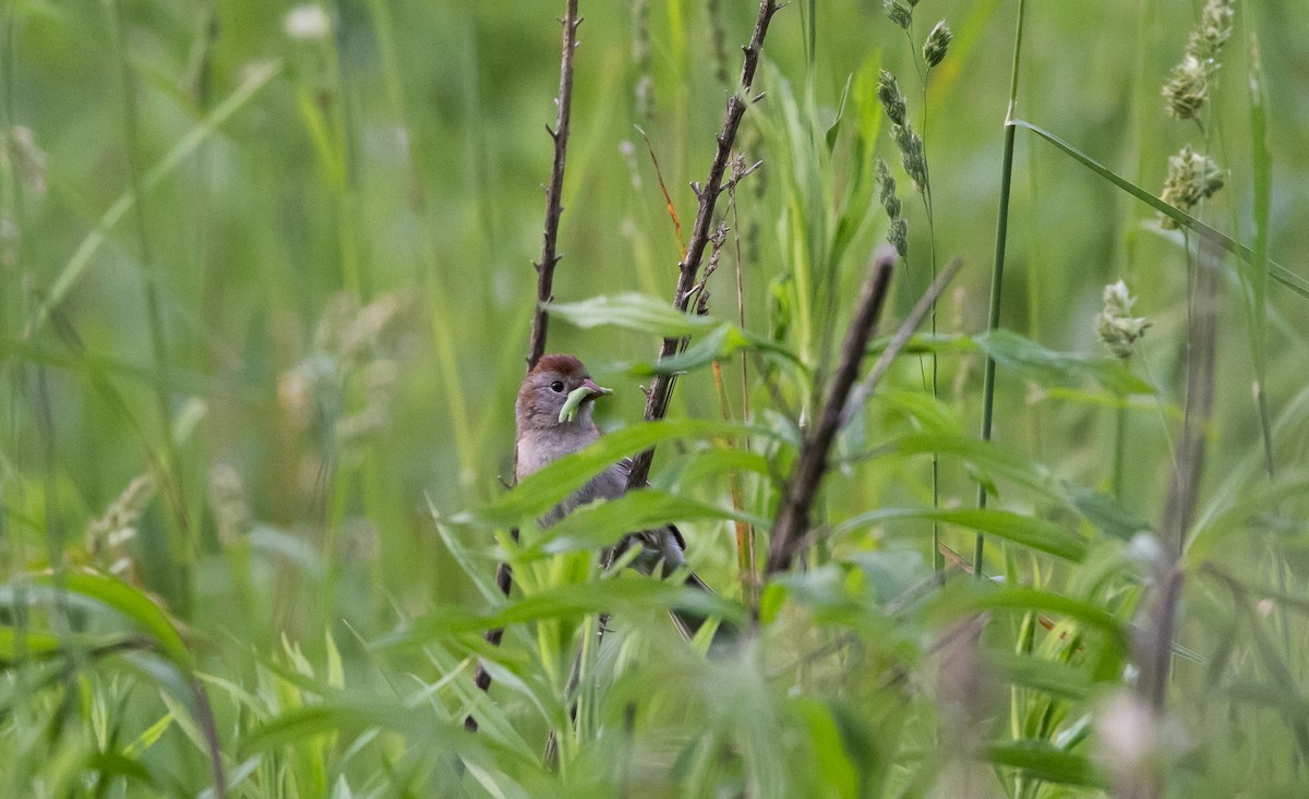 Field Sparrow - ML620280547