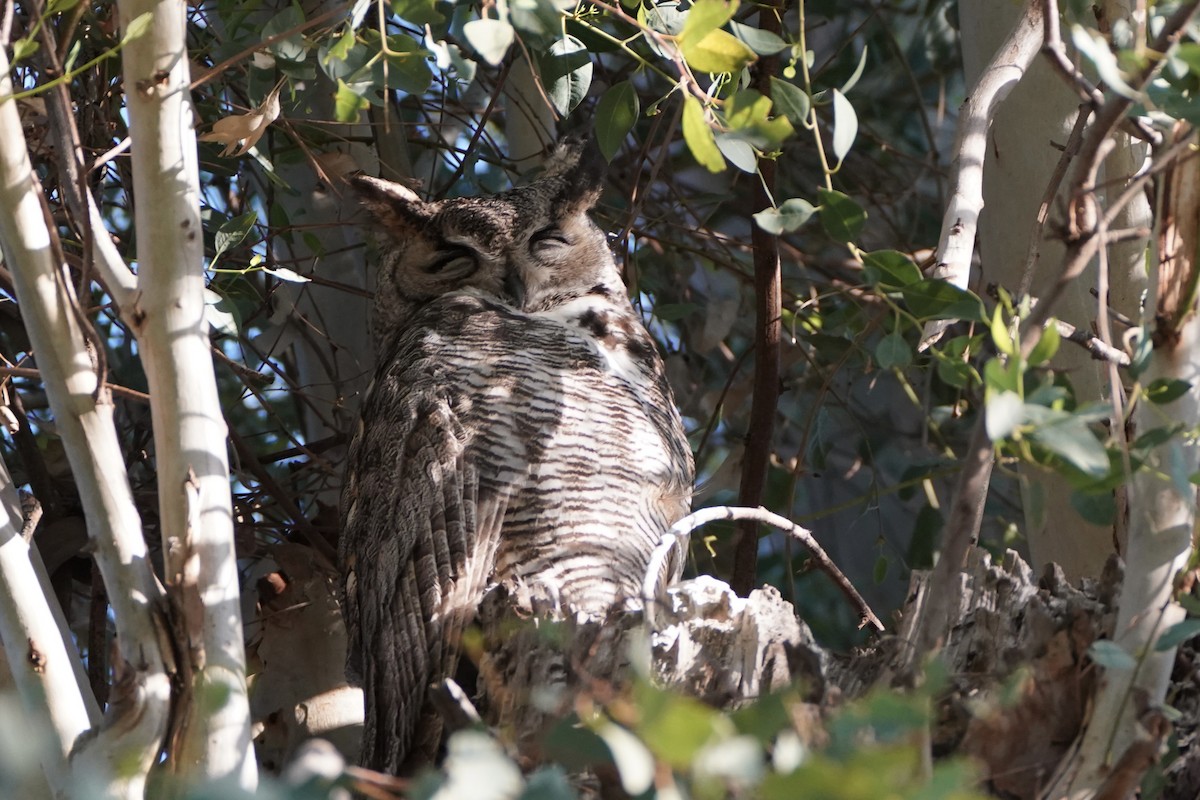 Great Horned Owl - ML620280548