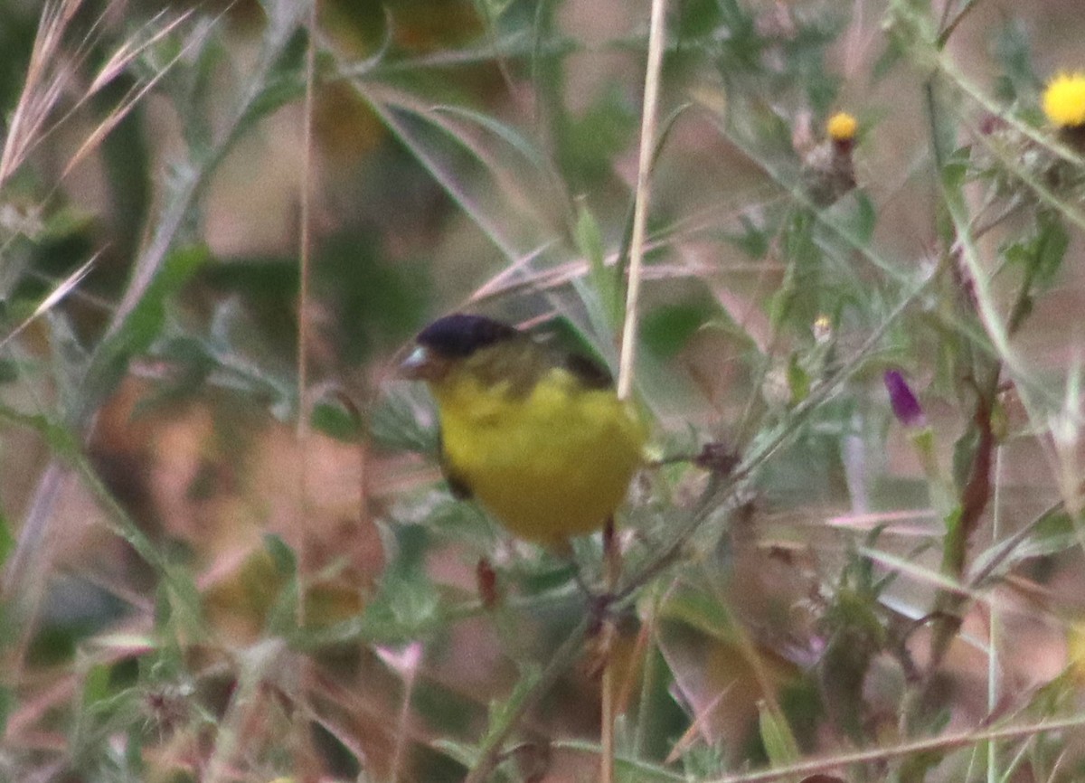 Lesser Goldfinch - ML620280554