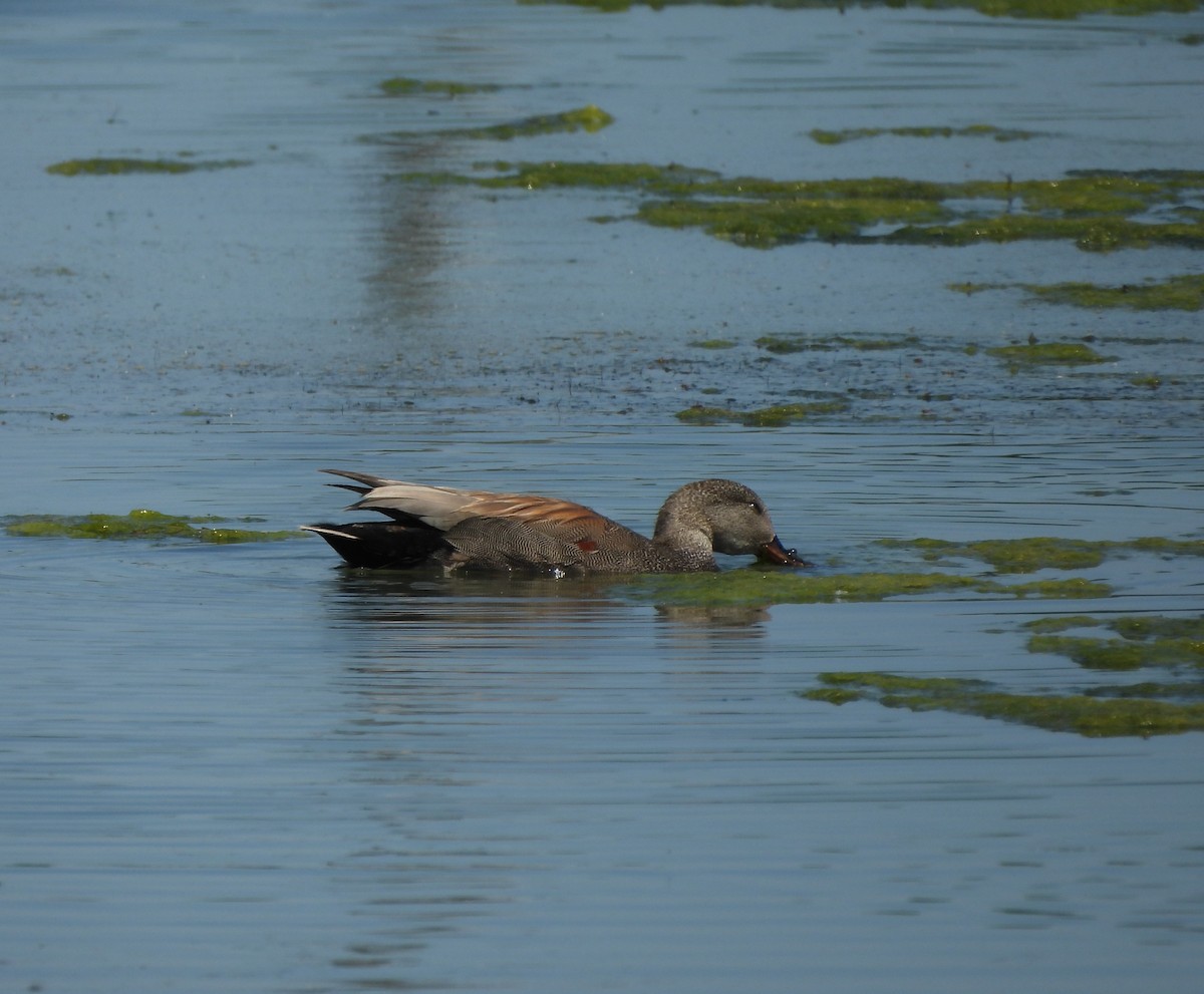 Gadwall - ML620280560