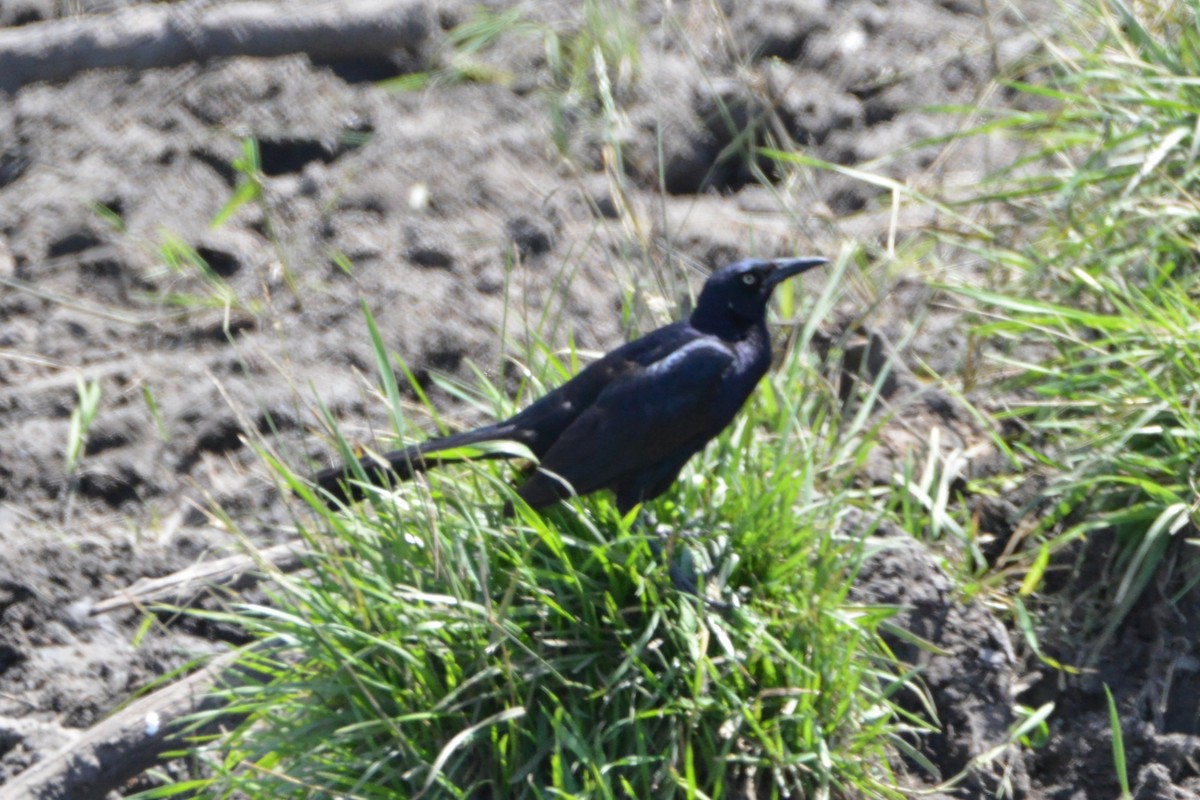 Great-tailed Grackle - ML620280563