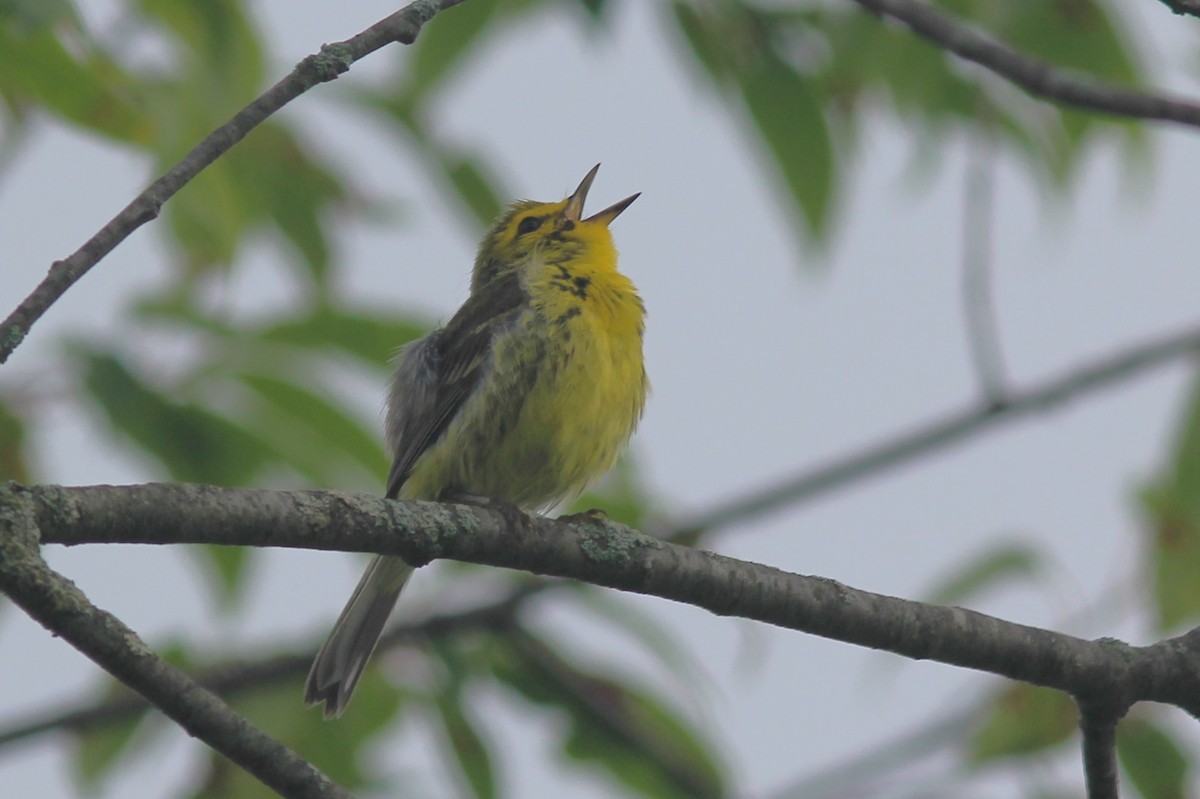 Prairie Warbler - ML620280564