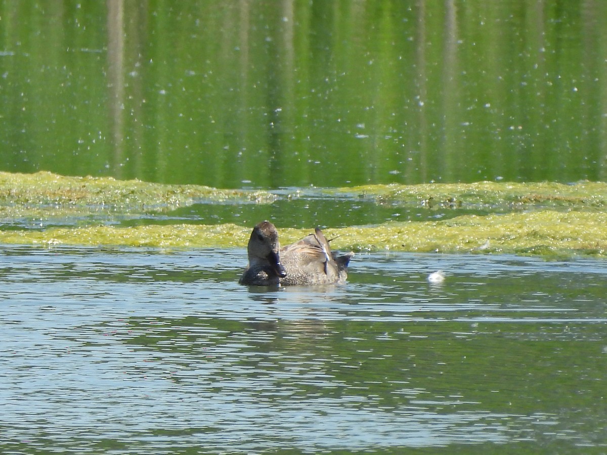 Gadwall - ML620280566