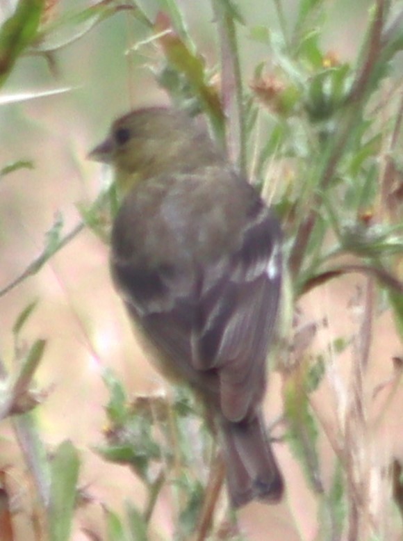 Lesser Goldfinch - ML620280568