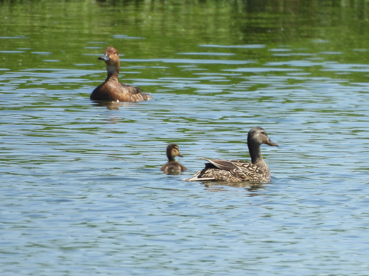 Gadwall - ML620280570