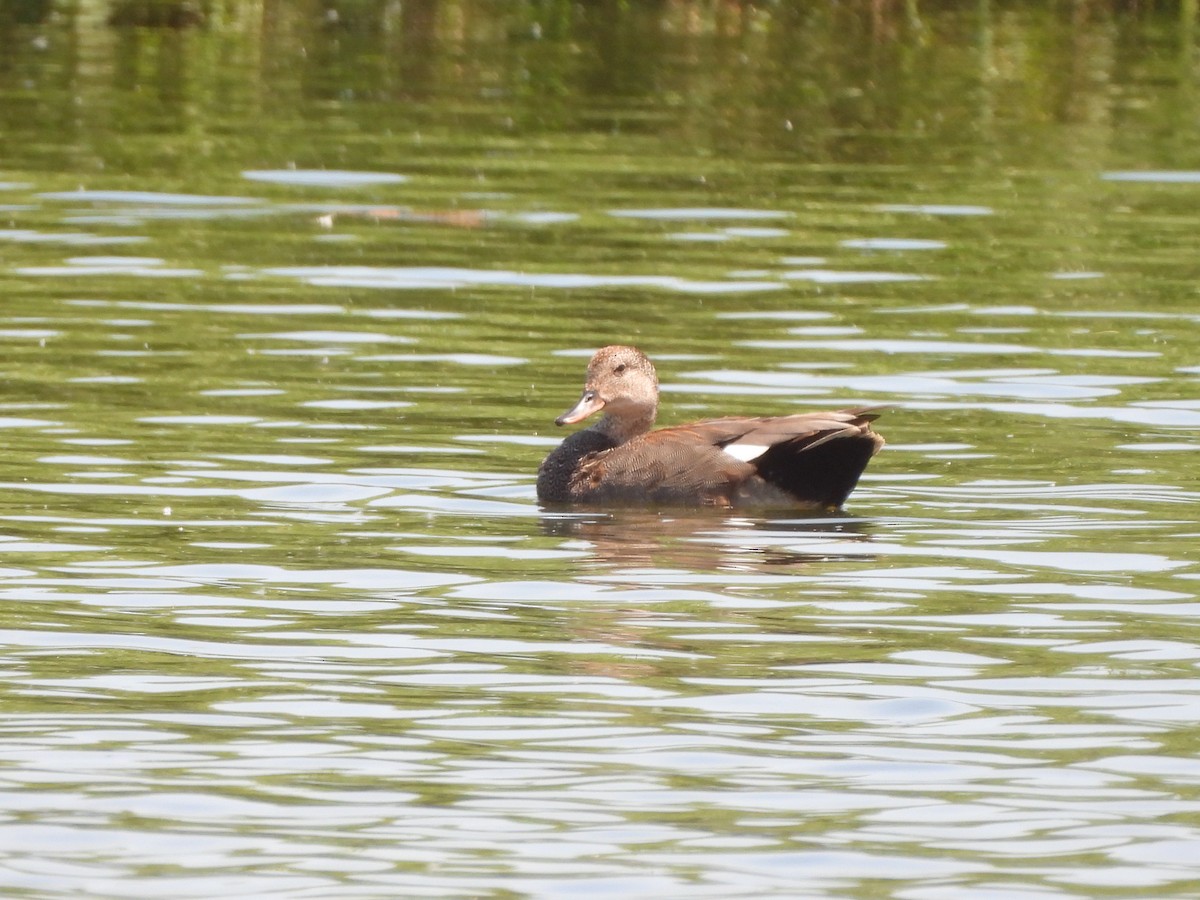 Gadwall - ML620280571