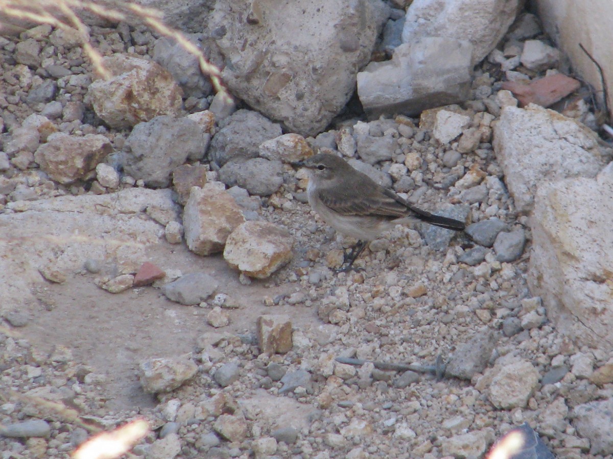 Spot-billed Ground-Tyrant - ML620280573