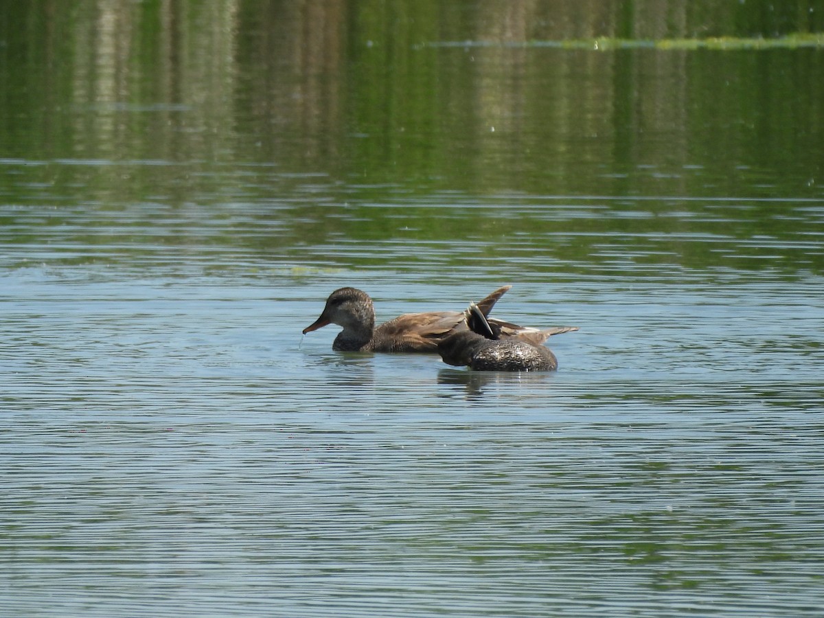 Gadwall - ML620280574