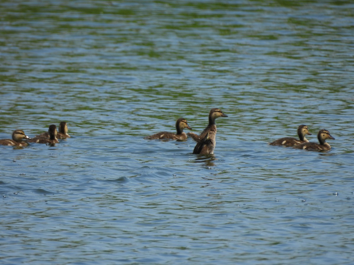 Gadwall - ML620280575