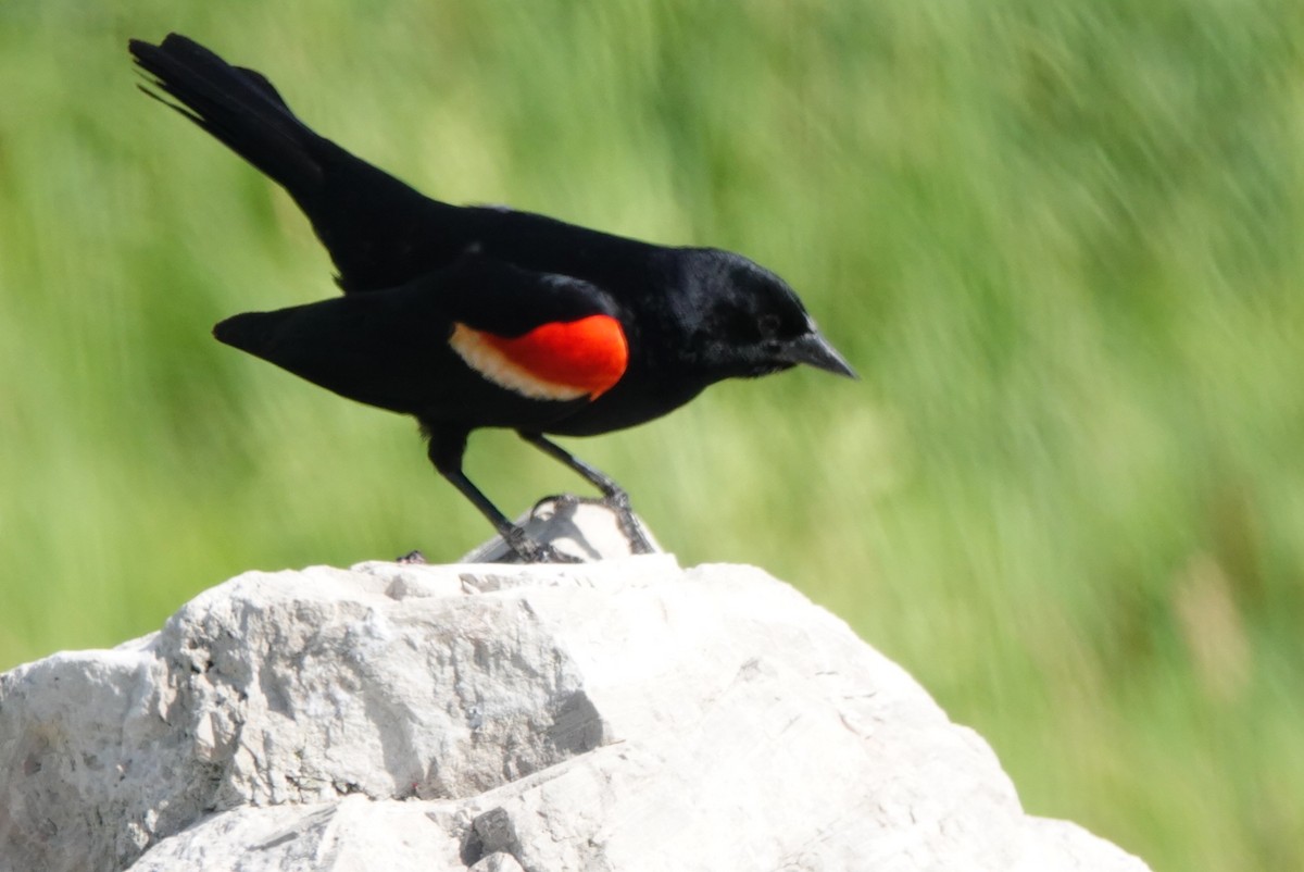 Red-winged Blackbird - ML620280578