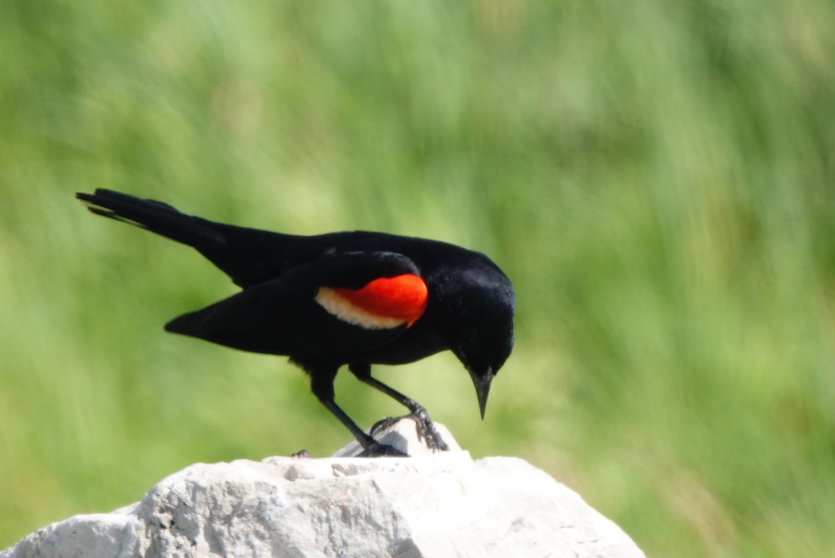 Red-winged Blackbird - ML620280581