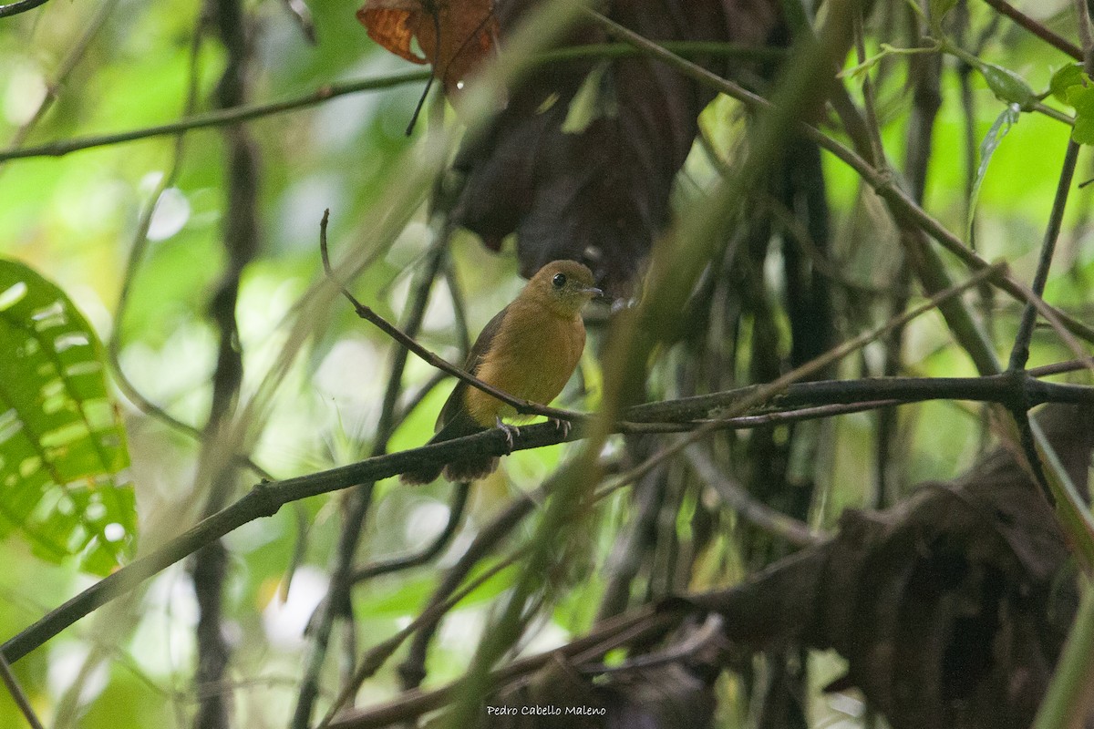 Tawny-breasted Flycatcher - ML620280583