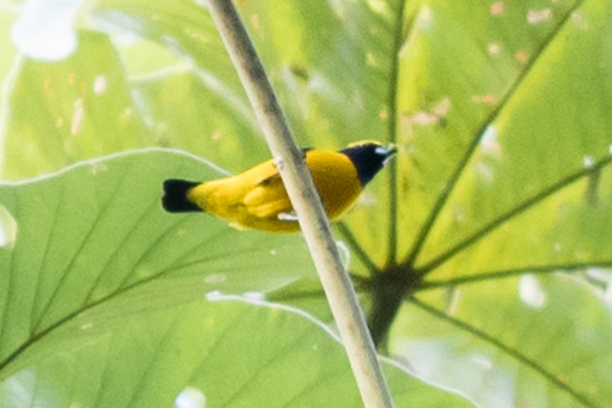 Yellow-crowned Euphonia - ML620280591