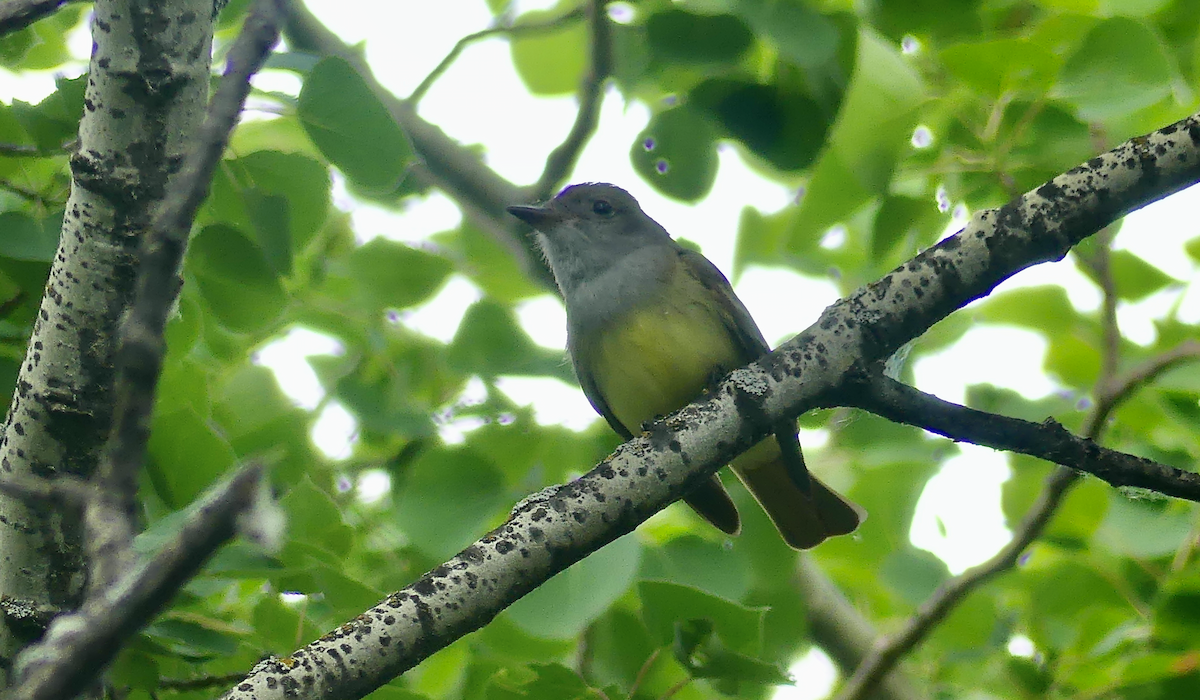 Great Crested Flycatcher - ML620280594