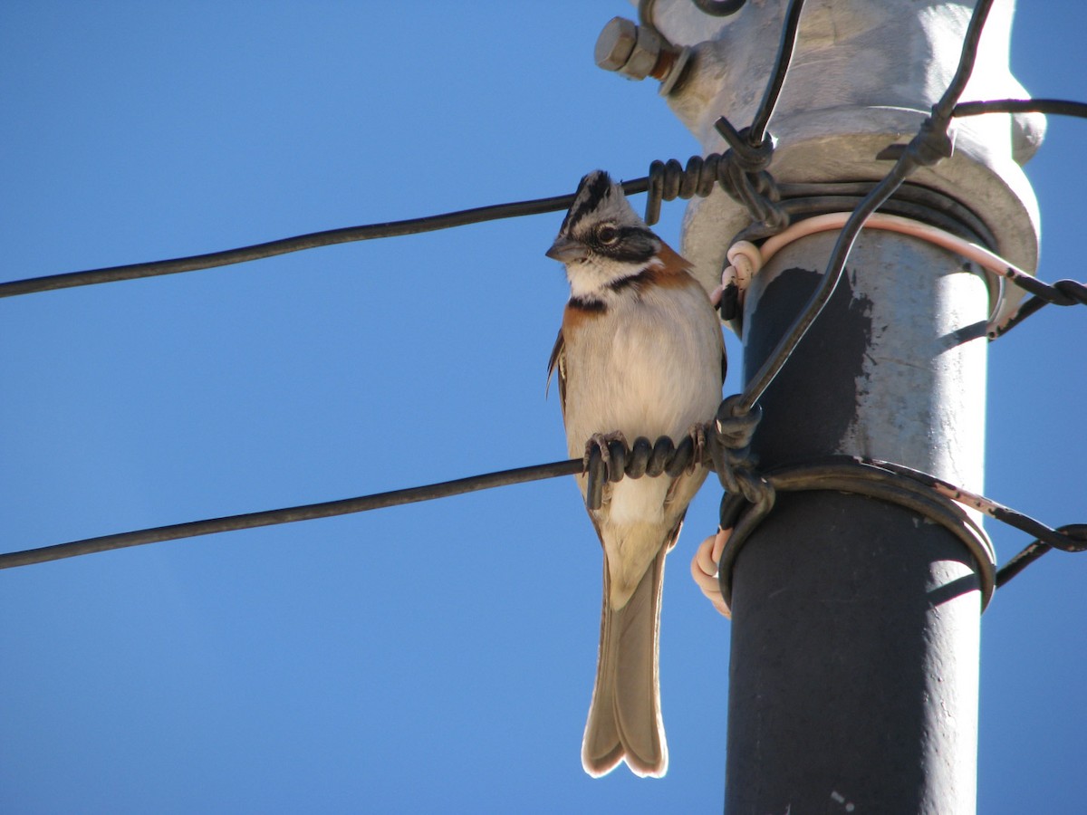 Rufous-collared Sparrow - ML620280596