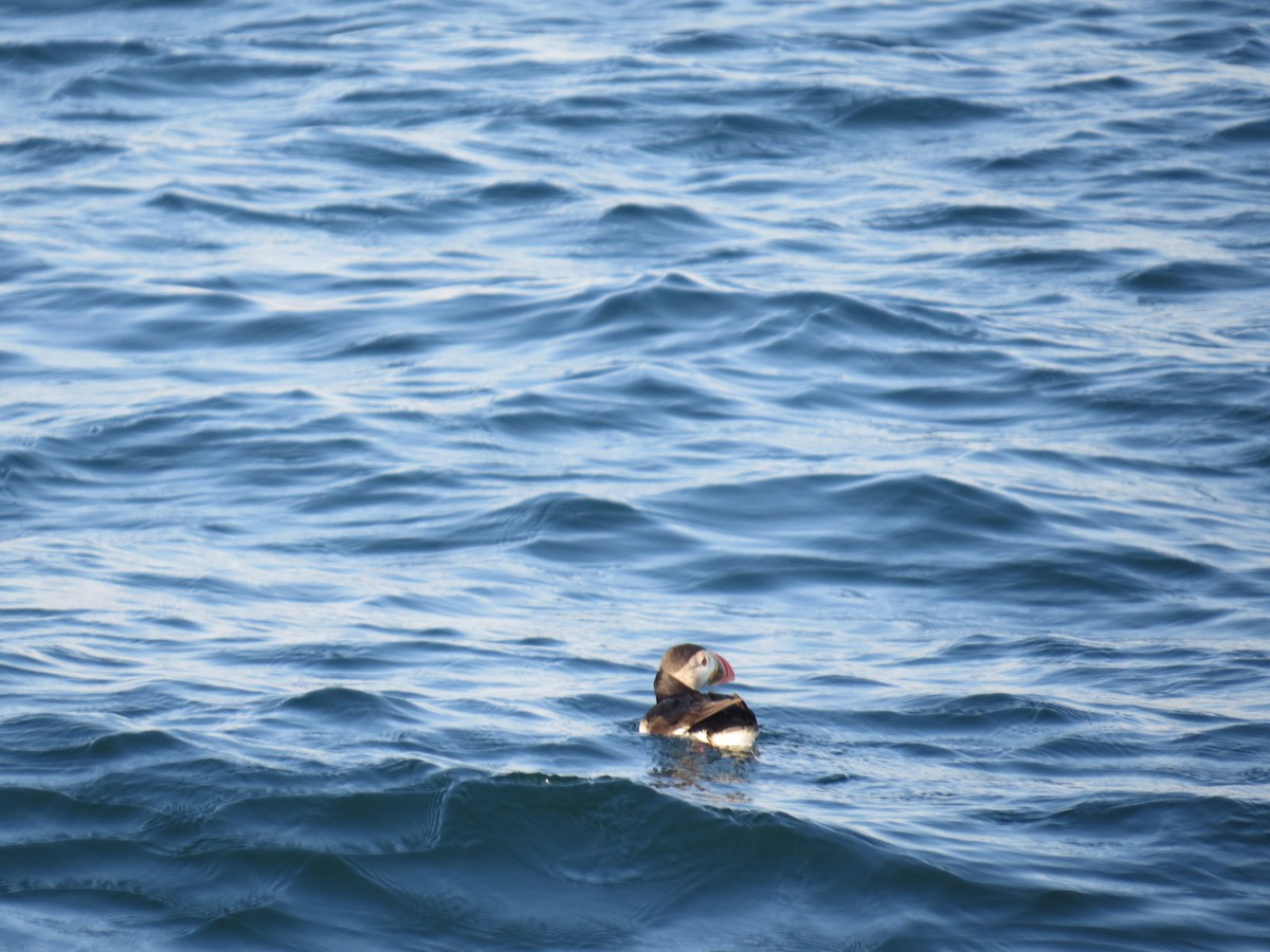 Atlantic Puffin - ML620280599