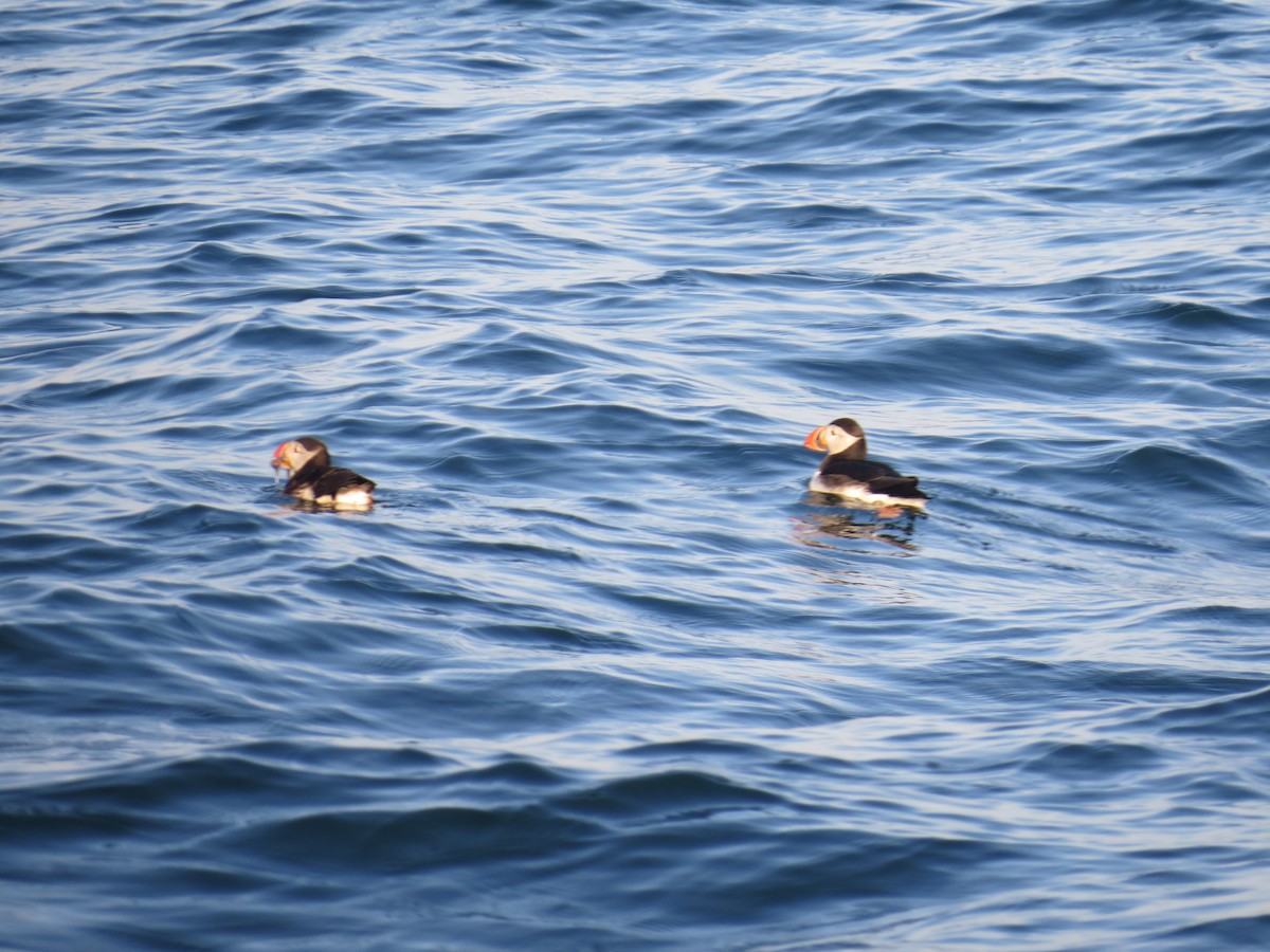 Atlantic Puffin - ML620280600