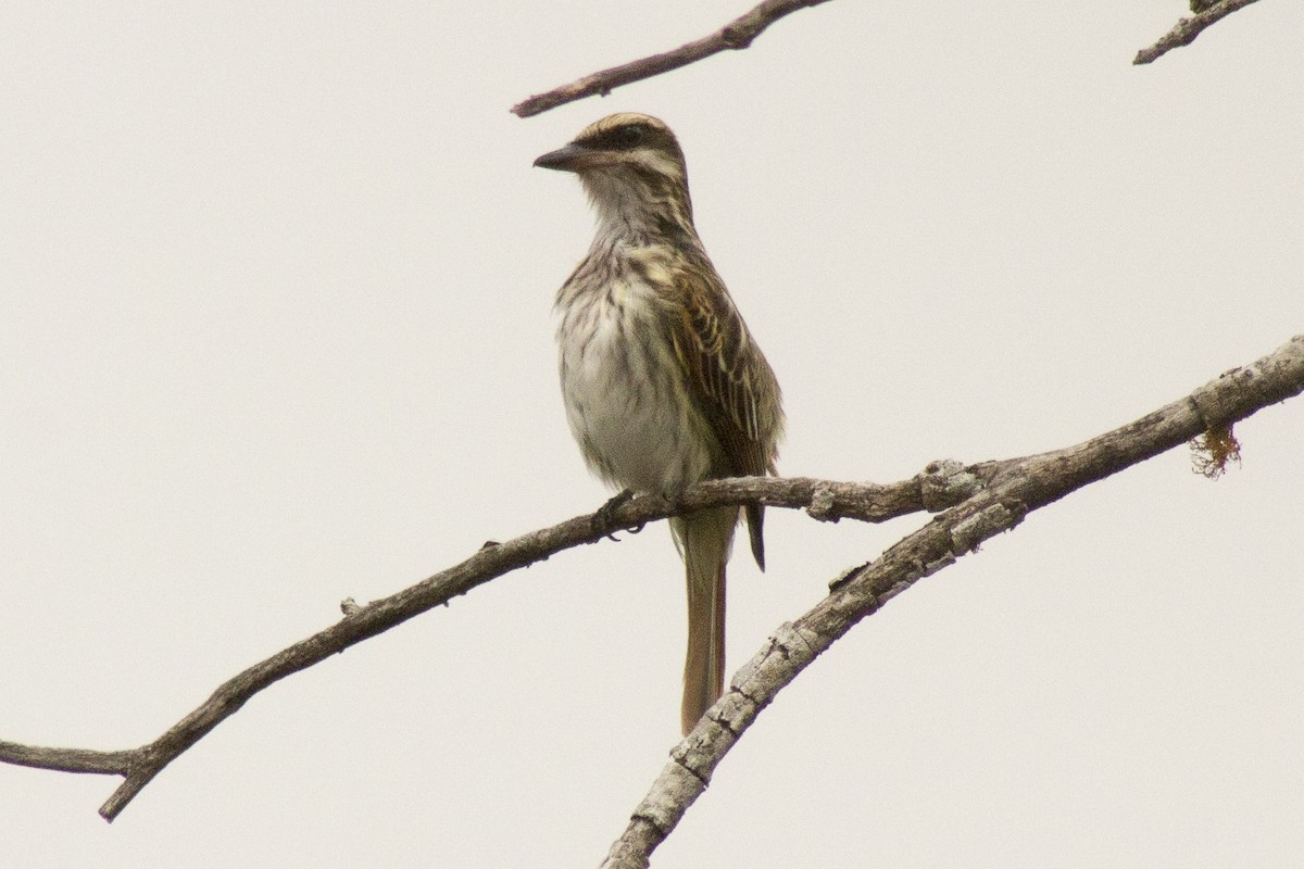 Streaked Flycatcher - ML620280605