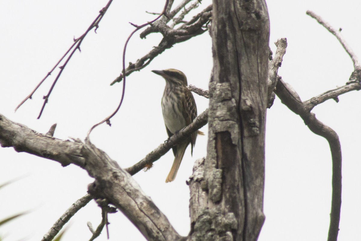 Streaked Flycatcher - ML620280606