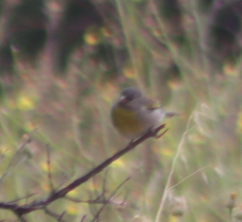 Lawrence's Goldfinch - ML620280608