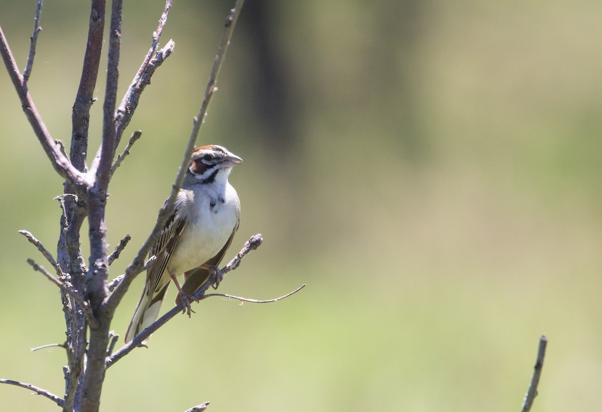 Lark Sparrow - ML620280610