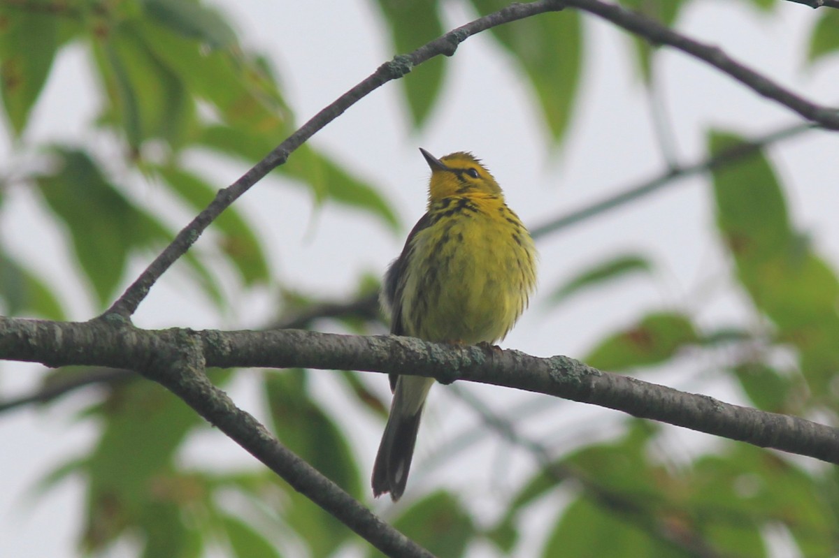 Prairie Warbler - ML620280613