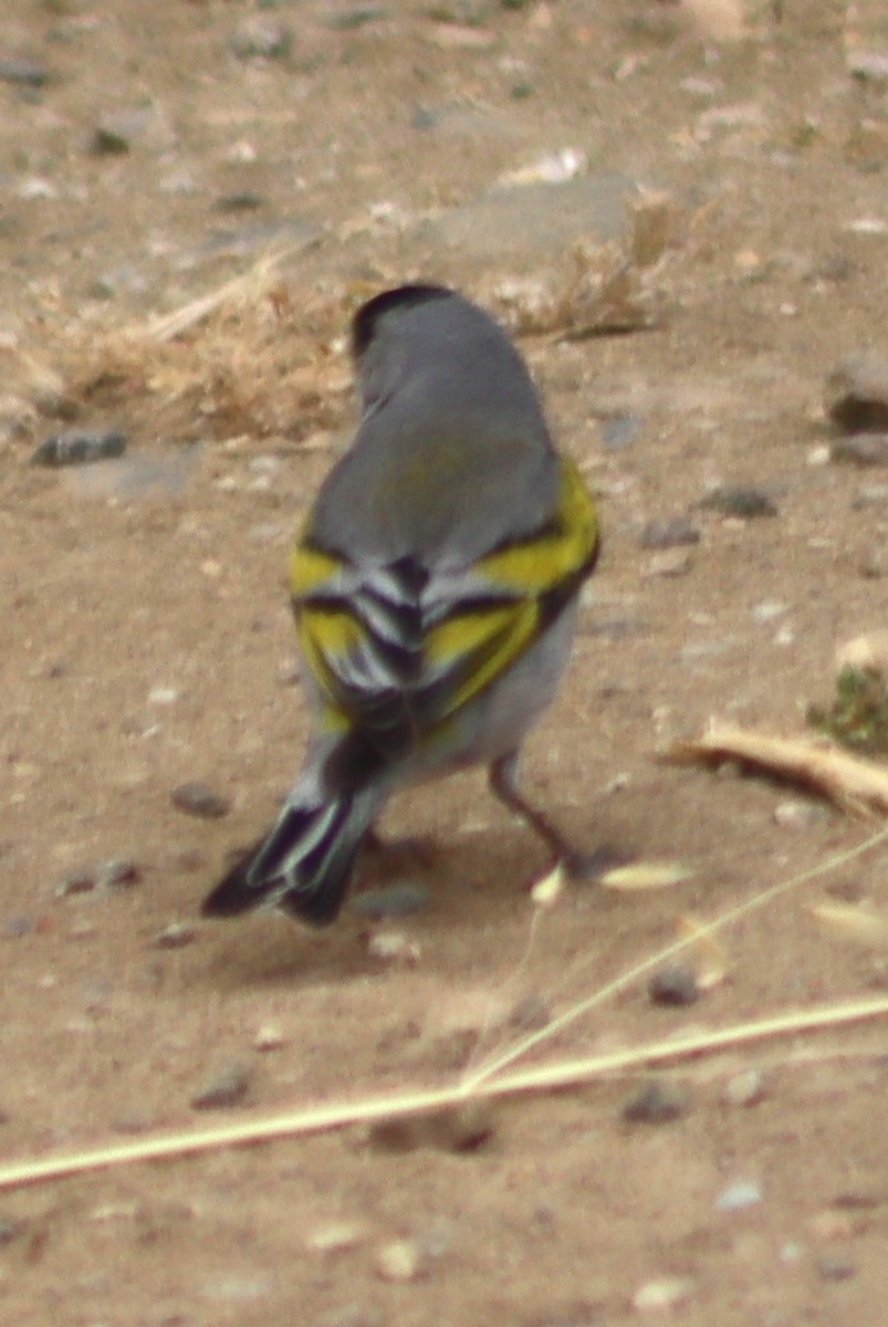 Lawrence's Goldfinch - ML620280620