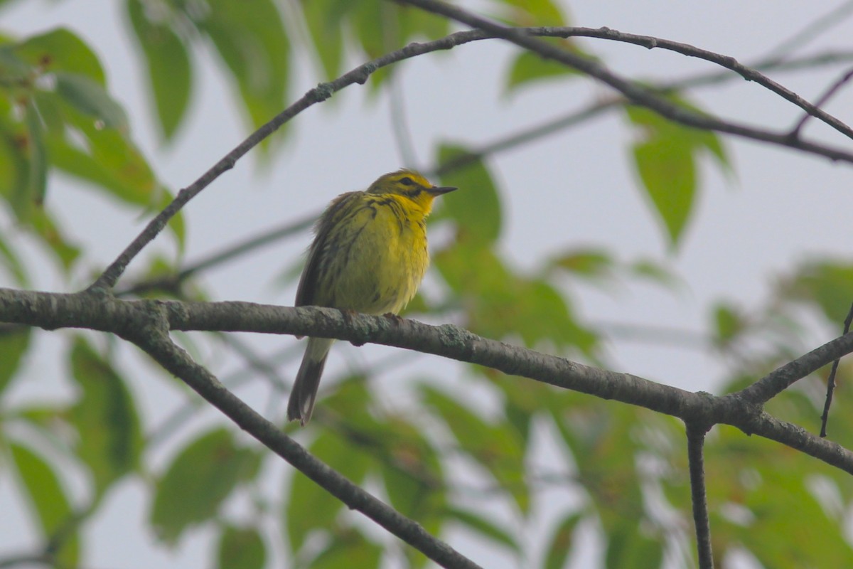 Prairie Warbler - ML620280625