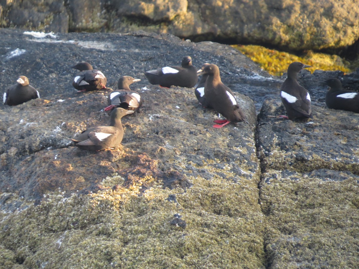 Black Guillemot - ML620280629