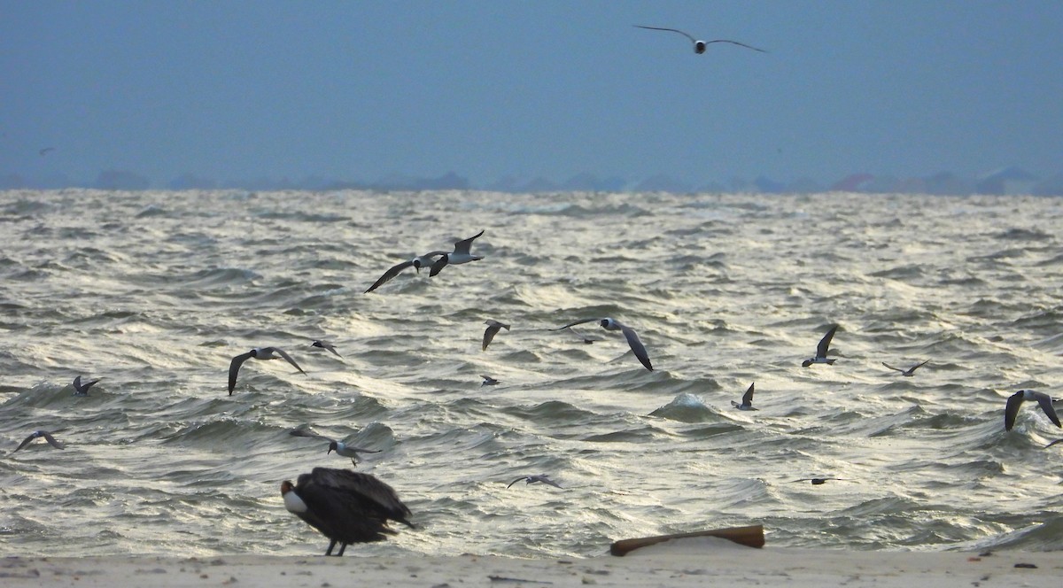 Gaviota Guanaguanare - ML620280633