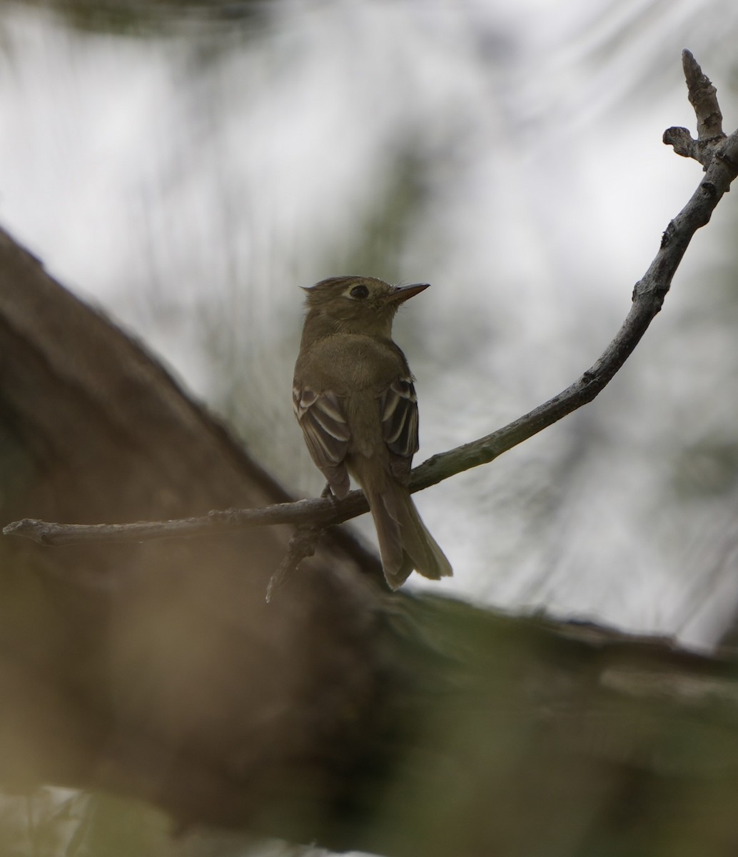 Western Flycatcher - ML620280635