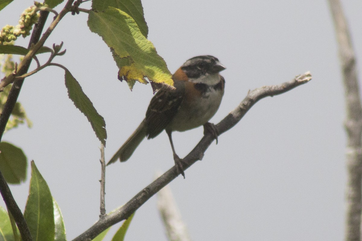 Rufous-collared Sparrow - ML620280636