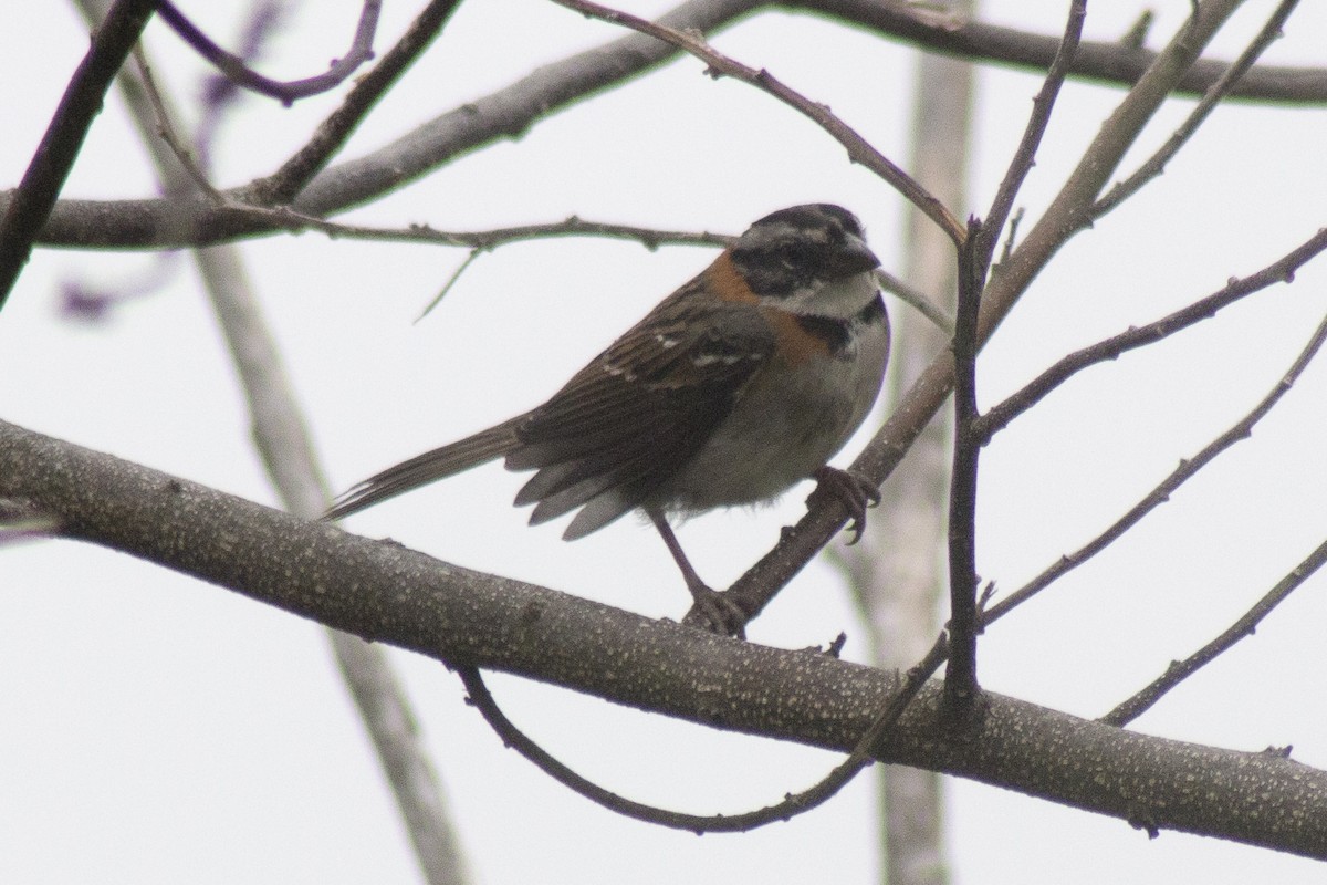 Rufous-collared Sparrow - ML620280637