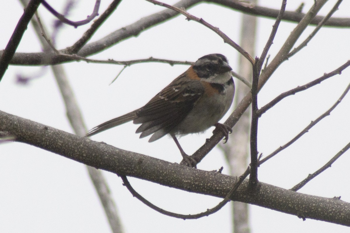 Rufous-collared Sparrow - César Agudelo