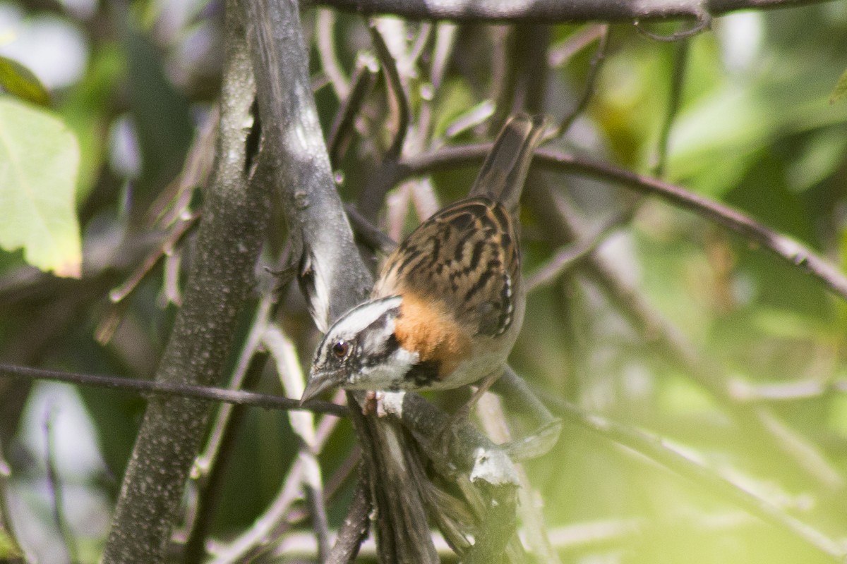Rufous-collared Sparrow - ML620280638
