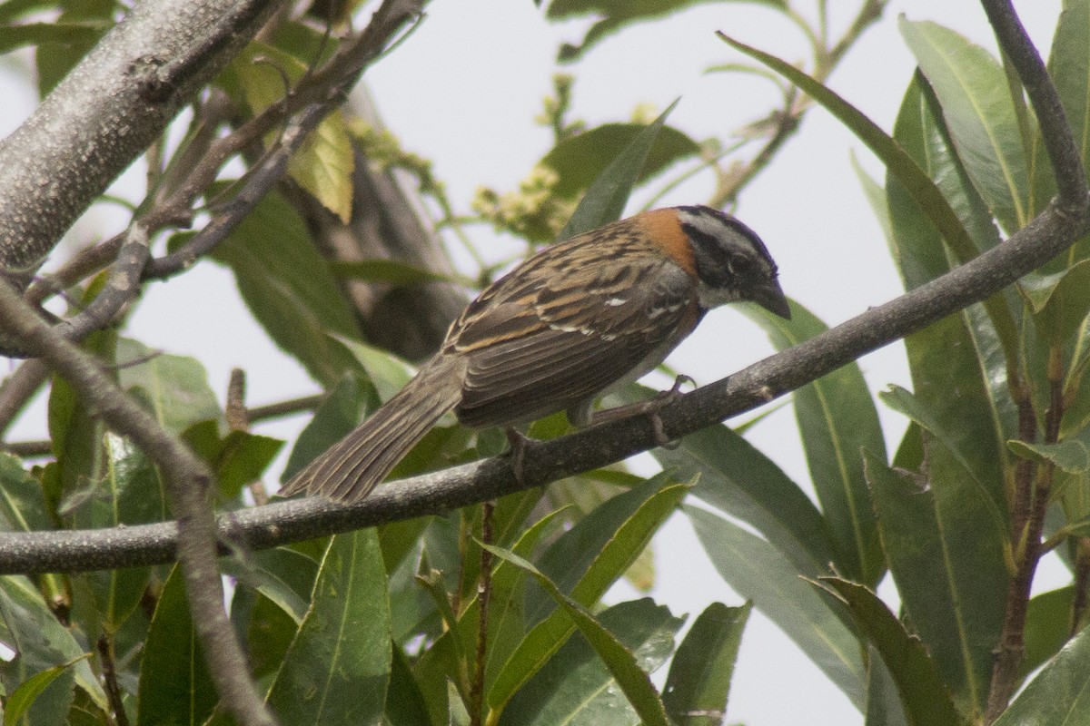 Rufous-collared Sparrow - ML620280639
