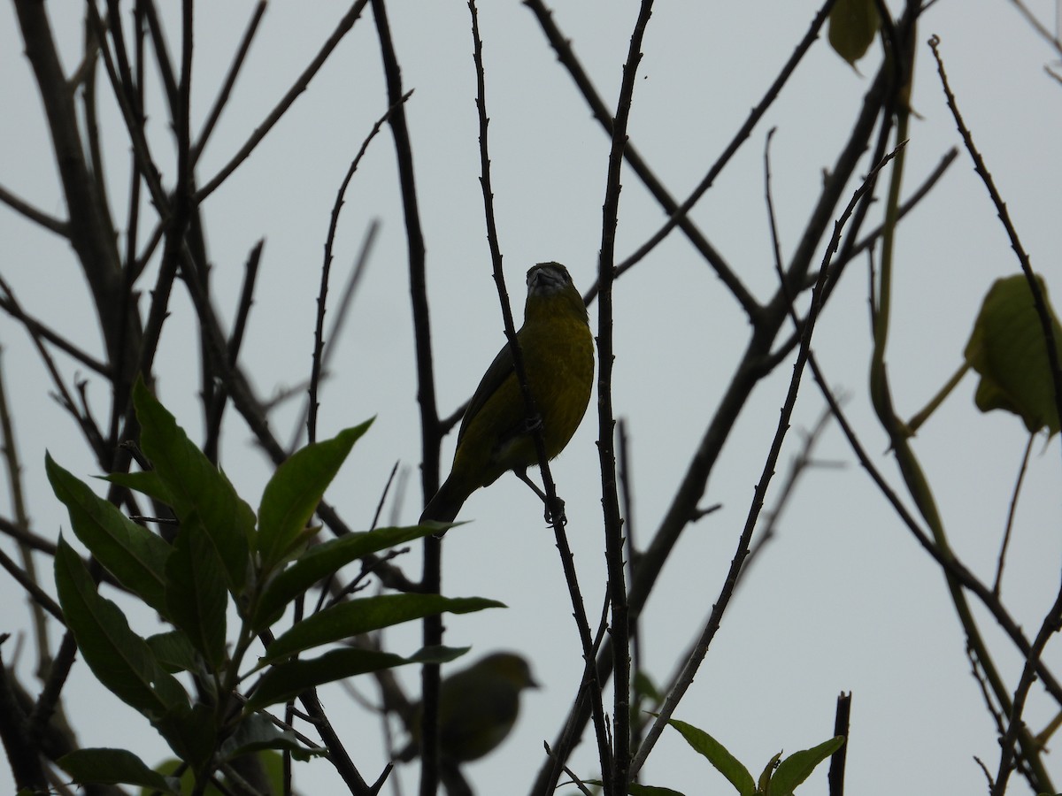 Golden-bellied Euphonia - ML620280640